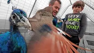 this is the thanks I get for helping my peacocks? 🦚