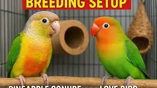 &ldquo;Best Breeding Setup for Pineapple Conure & Lovebird | Nest Box & Cage Tips