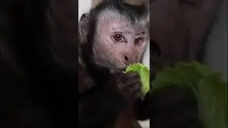 Monkey tries TASTY tuna wraps #monkey #eating #healthy #pets #shorts