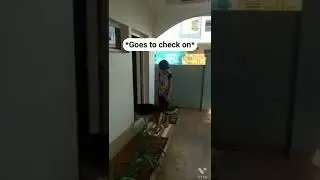 Doggo play with Chicken😨🥰🥺 #shorts #cutedoggo #cutechicks