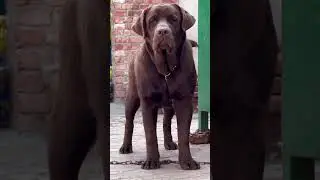 Labrador Kerala|Lab dog malayalam|Labrador Retriever #doggielife #dogcare