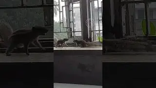 The Squirrel 🐿🐿Half Pet Full Animal #wildlife #squirrel #save #animals #viral #shorts #2024