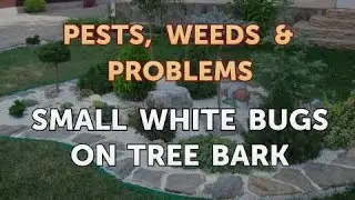 Small White Bugs on Tree Bark