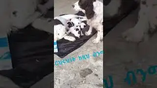 ርህራሄ