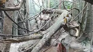 Monkeys at the Bronx Zoo