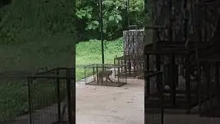 monkey trap #funny