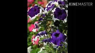 Mapro Gardens | Garden Park | Pachgani
