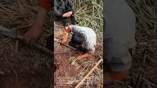 Traditional Farming Technique: Burying Straw for Soil Enrichment