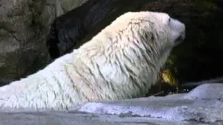Fat White Lando - Polar Bear