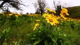 Peace Meditation (Spanish) Golden Rule Day 2020