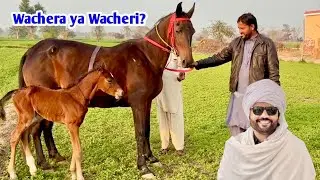 Kajal Ghodi ka Naya Mehmaan 🐎 | Wacheri Ya Wachera ? | First Day Complete Shoot 