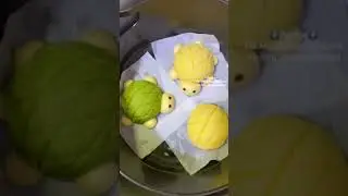 Cute Turtle Japanese Melon Pan