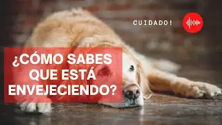 🐶🧐 Symptoms Of AGING In DOGS (Mental and Physical)