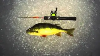 fiske 1.m4v