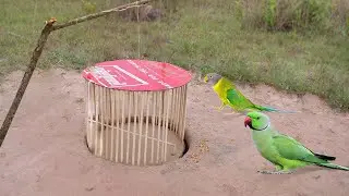 Build Underground Parrot Trap Using Cage Tool With Hole_ Easy Bird Trap Working 100%