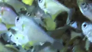 North Solitary Island Scuba Diving with Dive Quest Mullaway