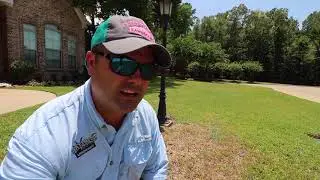 Dont Confuse Chinch Bugs with Drought Damage