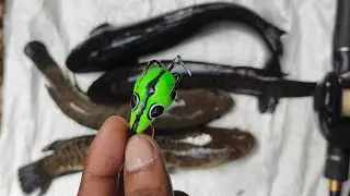 വരാല് ഇതിനെ കണ്ടാൽ വിടത്തില്ല..| cherumeen fishing | varal fishing | snakehead fishing kerala | fish