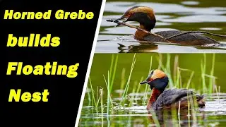 Horned grebe pair builds floating nest / Horndykker par bygger flytende rede
