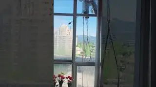 🫧🧼🪥🧹Amazing window cleaning  for high-rise building#rimikasdiary#shortsfeed#shorts#highrise#cleaning