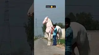 Punjabi Sabse Bada Ghoda 😈🐴 || Full Highted Horse In INDIA 🇮🇳 &hearts; #shortsfeed #horse #shorts #punjabi