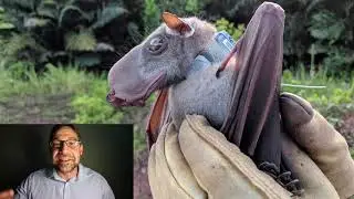 Lecture 4.4_Mammalian Mating Systems and Parental Investment
