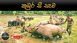 Paddy field /කුඹුරු සීසෑම