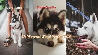 Show Quality, Champion Bloodline husky puppies!! !! CHATHA Kennels