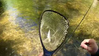 Trout Fishing on the Davidson River |#fishing #adventure #fish