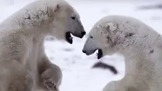 How to Survive a Bear Attack