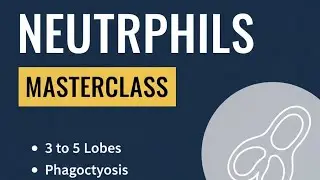 Neutrophils: Morphology, Functions & Clinical Significance MLT hub with Ali Hasnain 