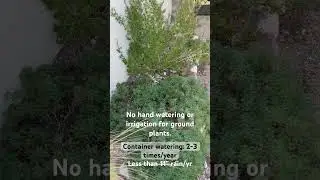 Greenery in dry desert climate without supplemental water. Native plants make it possible.