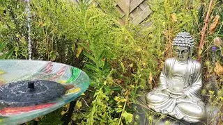 Discover Peace: My Zen Garden Corner with Buddha and Water Sounds