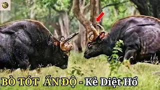 🔥Bò Tót Ấn Độ – Loài Bò Hoang Dã Lớn Nhất Thế Giới - Kẻ Diệt Hổ Mạnh Mẽ | Top World Animal