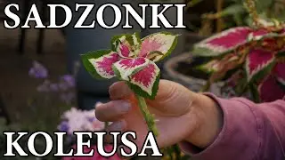 Jak rozmnażać KOLEUSA / Sadzonki Koleusa / Pokrzywka brazylijska / MrsGarden