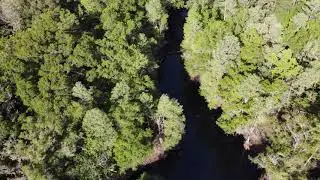Green Swamp WMA Drone Action