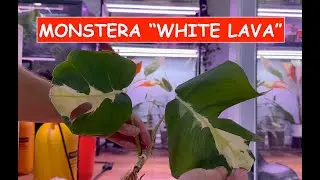 Monstera White Lava UNBOXING
