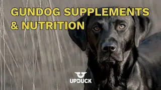 Gun Dog Nutrition, Supplements, and Raw Diet Debate