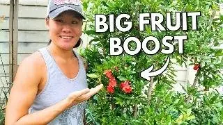 How to Fertilize Your Fruit Trees Correctly For An Amazing Harvest  Part 2