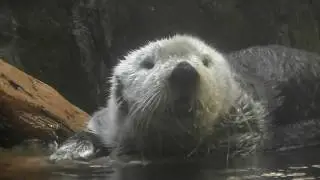 海遊館 ラッコ パタさん おはようさん