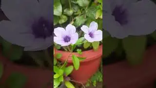 wild petunia||beautiful flower||