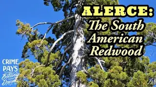 The South American Redwood & Memories of Gondwana