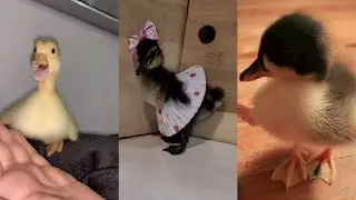 Cute and Funny Baby Duck Compilation Video #1