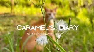 Caramel&rsquo;s Diary 😺#kucingoren