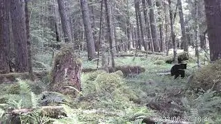 Finally Got A Big Black Bear On GameCam 2!!