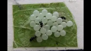 Biocontrol of Brown Marmorated Stink Bug w/ the Samurai wasp, Trissolcus japonicus