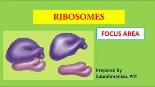 XI BIOLOGY/FOCUS AREA -56/ CELL THE UNIT OF LIFE/ RIBOSOMES