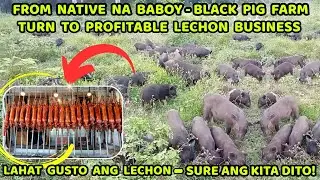 NATIVE NA BABOY - BLACK PIG FARM TURN TO PROFITABLE LECHON BUSINESS + SURE MALAKI ANG INCOME