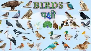 Birds  || Kids || Learn & Play
