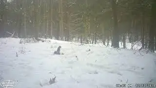 Trail Camera 2025 Collection #41 - Squirrels #wildlife #outdoors #trailcam #nature #viral #subscribe